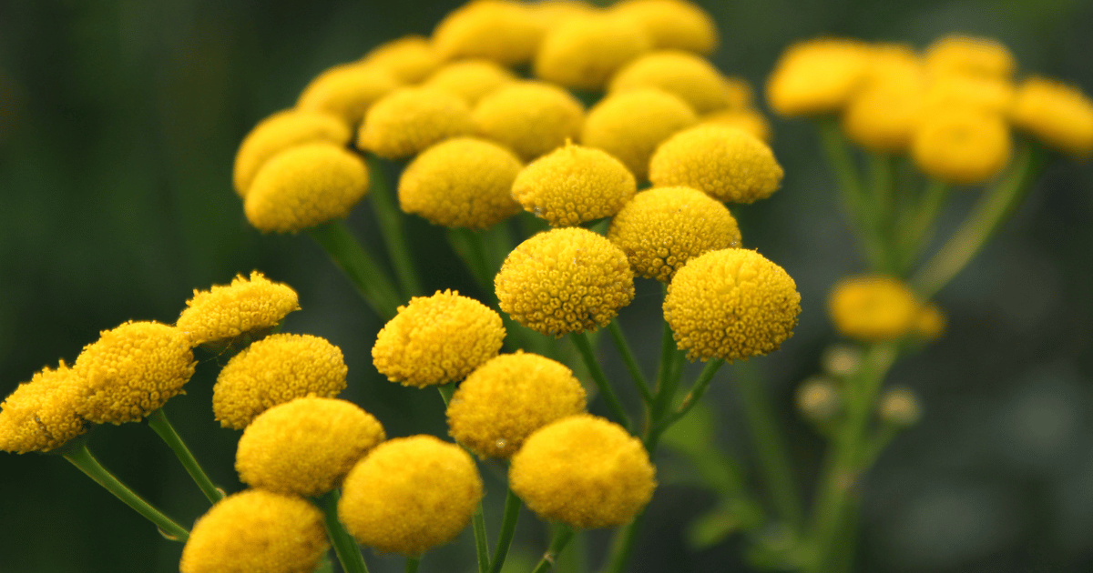 Yellow Flowering Common Tansy - Southern Seed Exchange