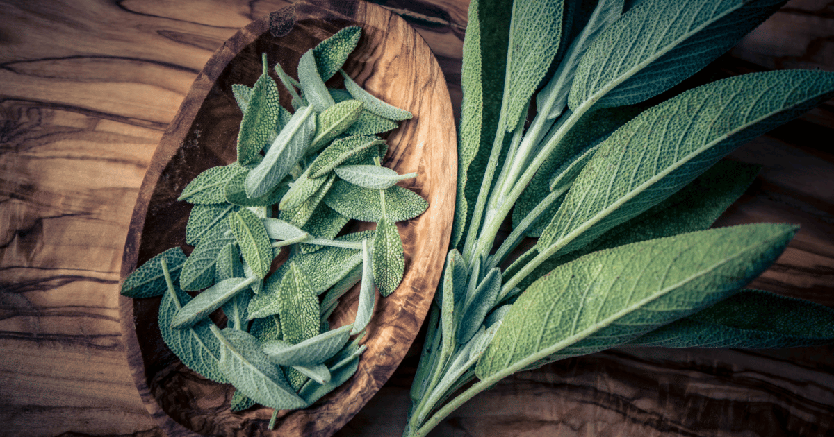 Closeup of large and small sage leaves on wooden background. Southern Seed Exchange