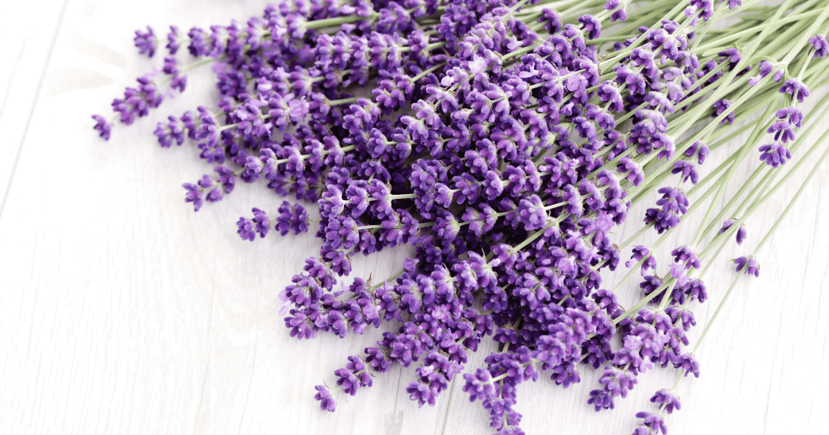 Lavendin grosso flowers on a white background