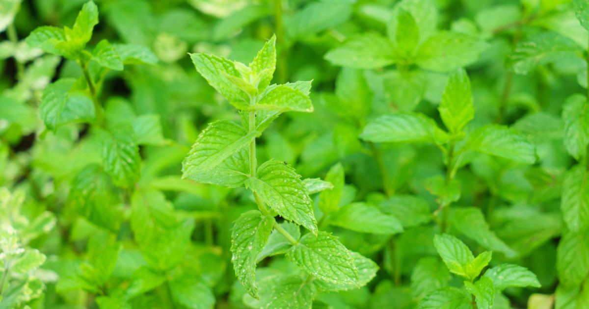 Spearmint - Southern Seed Exchange