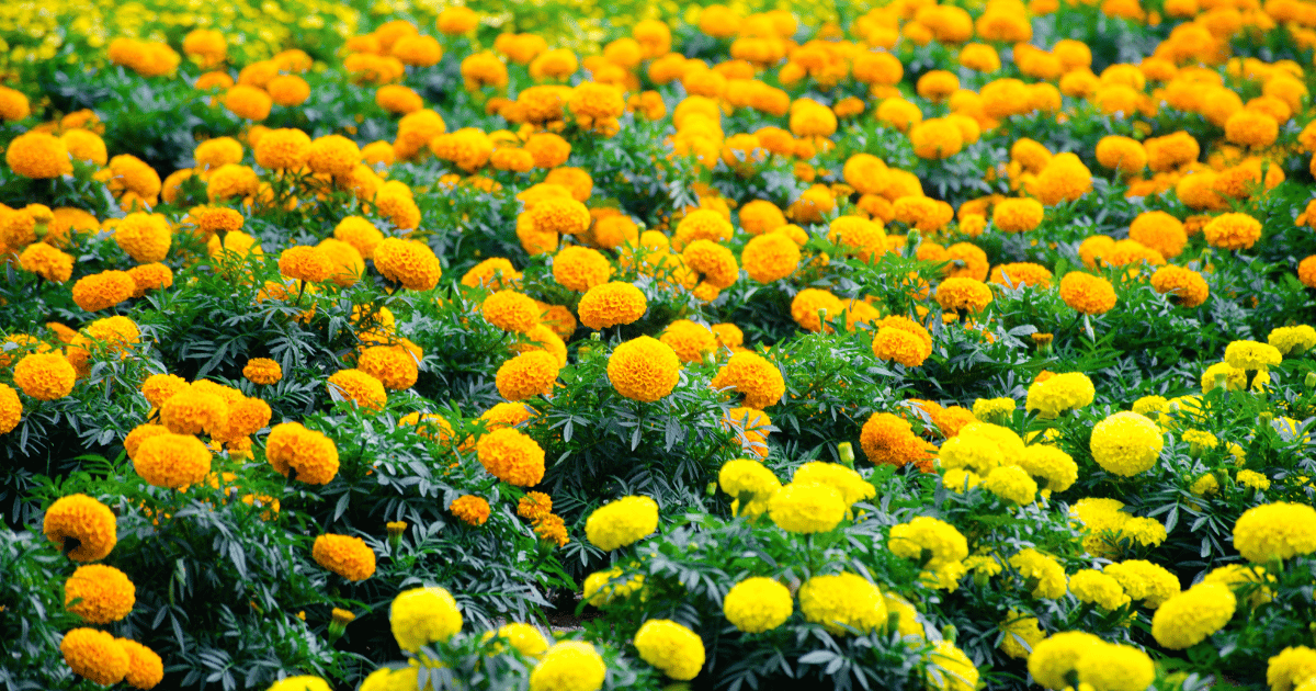 Field of Yellow Marigolds - Southern Seed Exchange