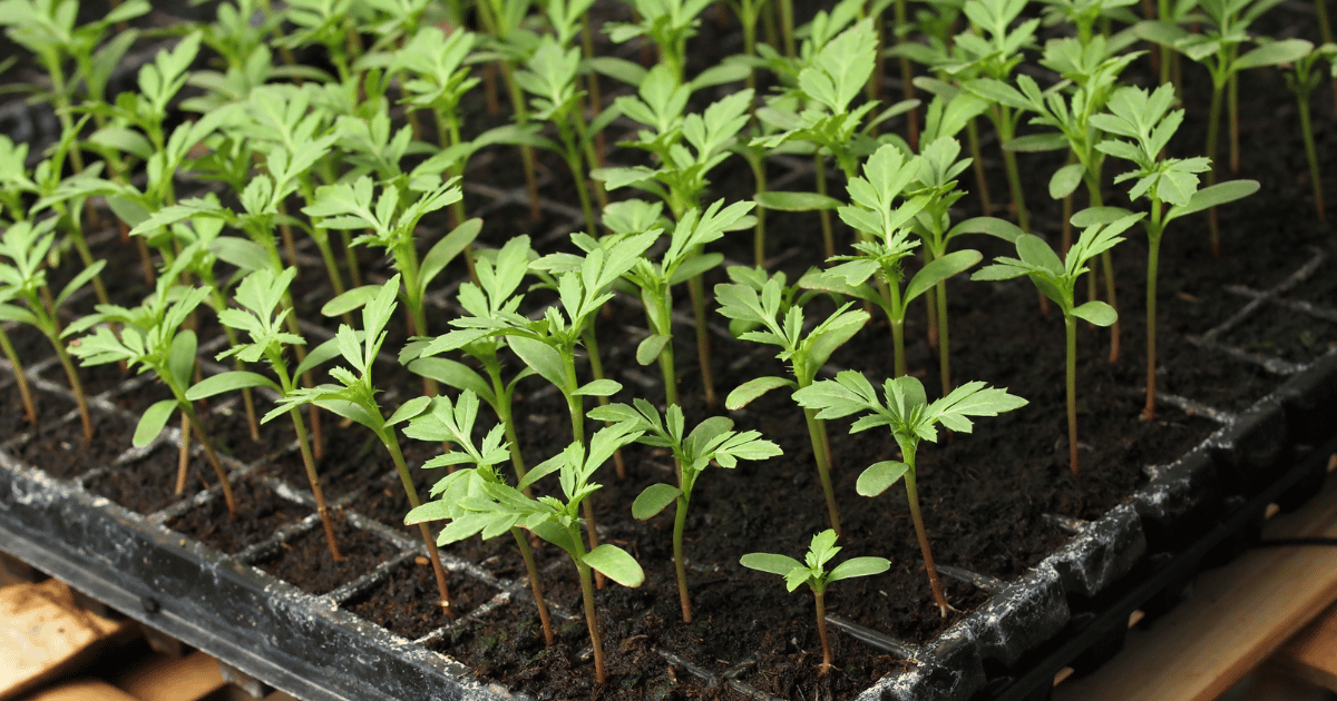 Young marigold plant seedlings in a seed starting tray. Southern Seed Exchange.