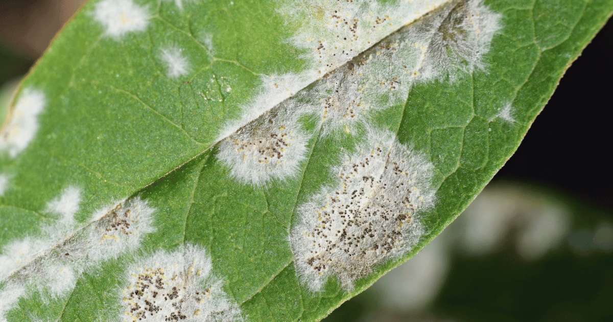 Detailed view of powdery mildew on a plant. Southern Seed Exchange.