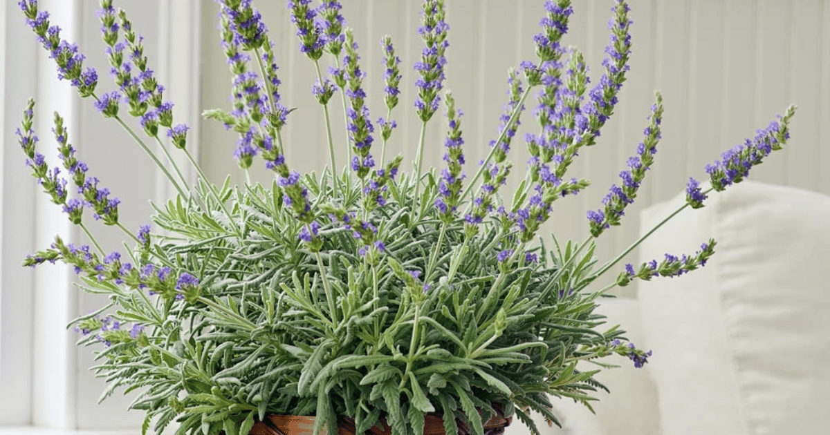 goodwin creek grey lavender in a pot