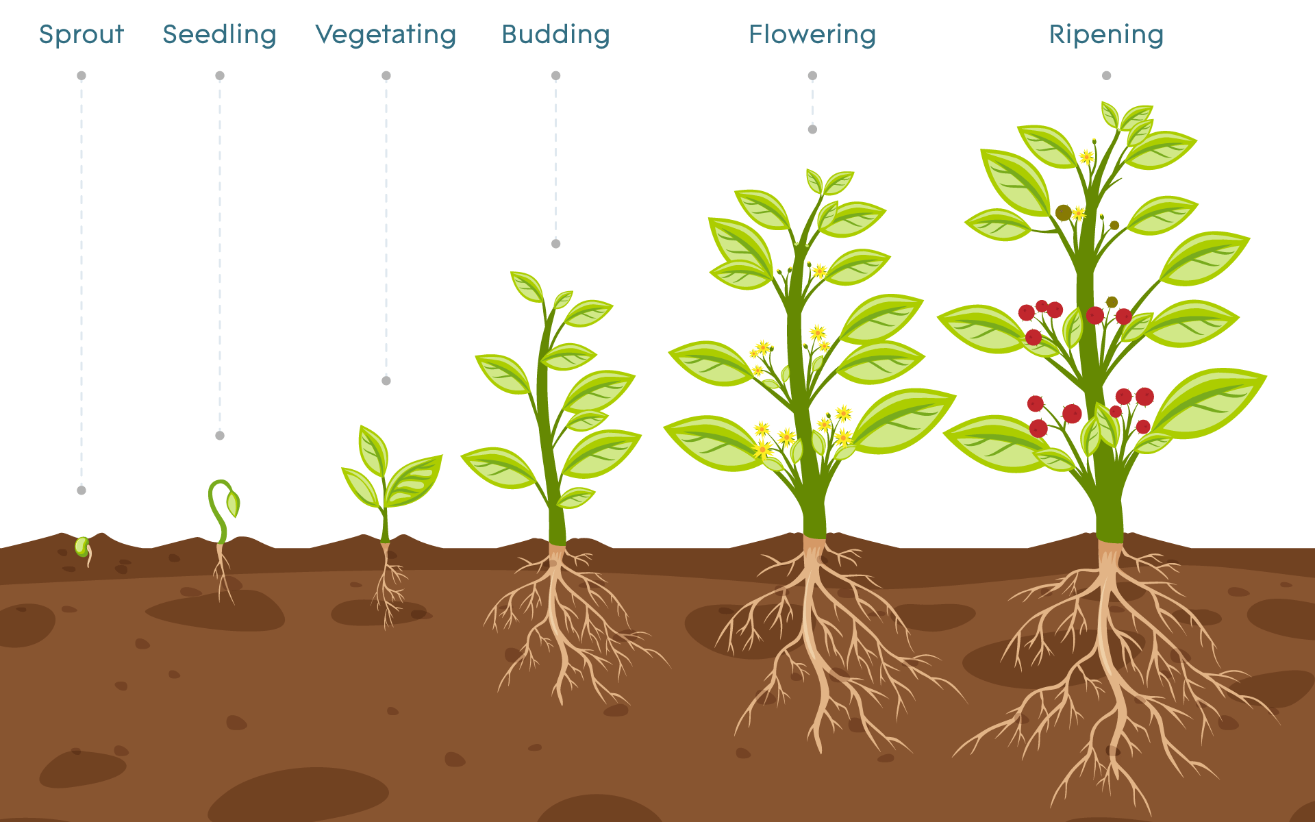 Illustration showing plant cycle from sprout to a ripe plant.