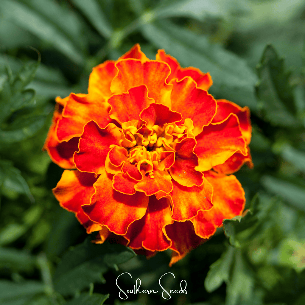 Everwilde Farms - 500 Petite Mix French Marigold Garden Flower