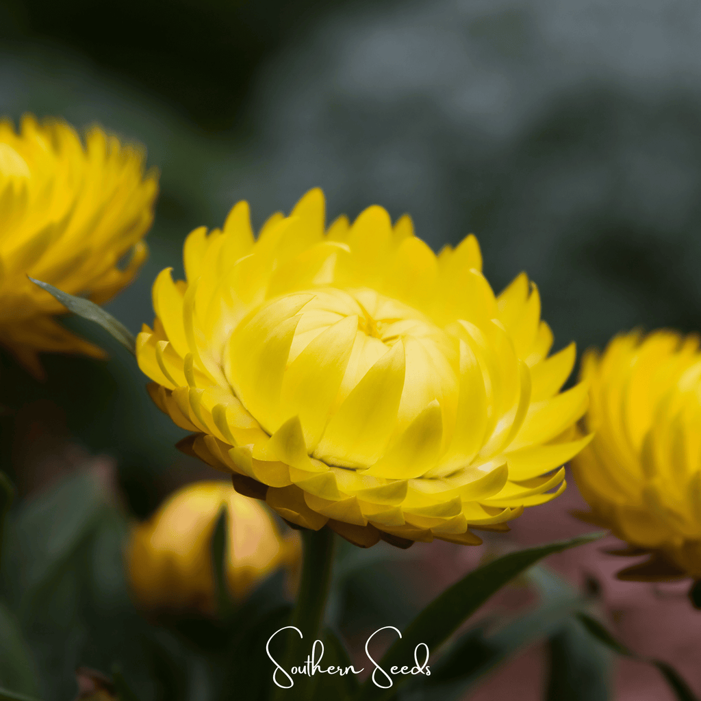 Strawflower (Helichrysum bracteatum) - 200 Seeds - Southern Seed