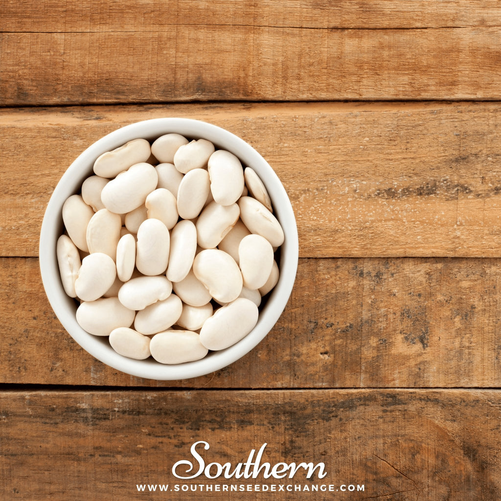 Arugula Roquette - Eruca sativa – Smart Seeds Emporium