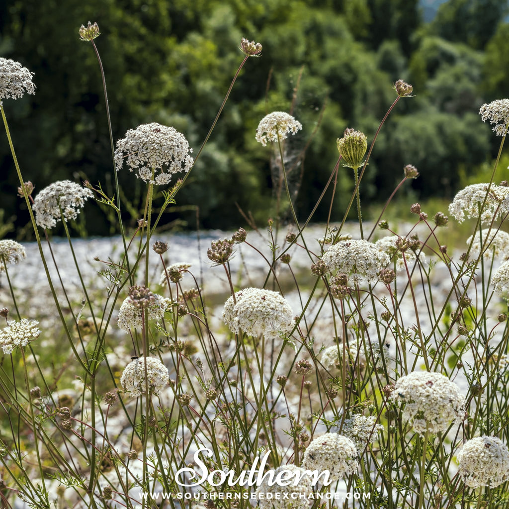 Queen Anne's Lace Seeds