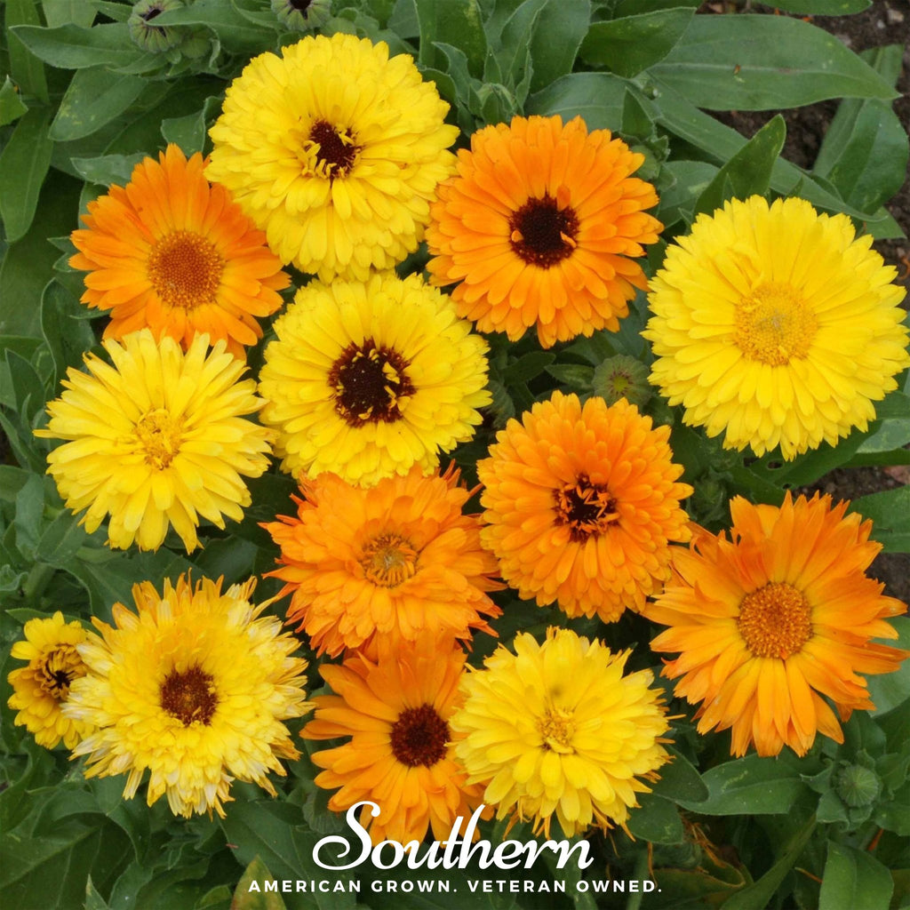 Dried Calendula. Calendula officinalis. Grown in Maine.