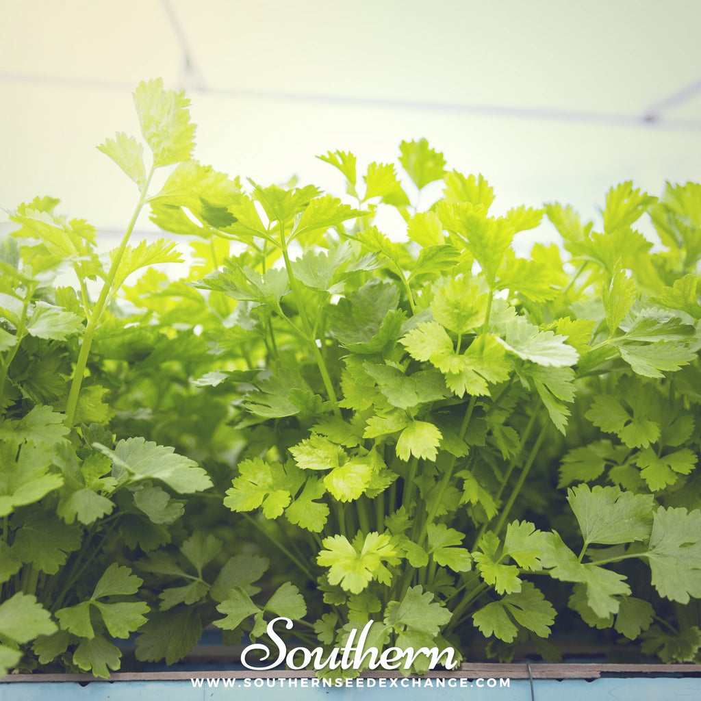 Cress, Curled Seeds - Southern Seed Exchange