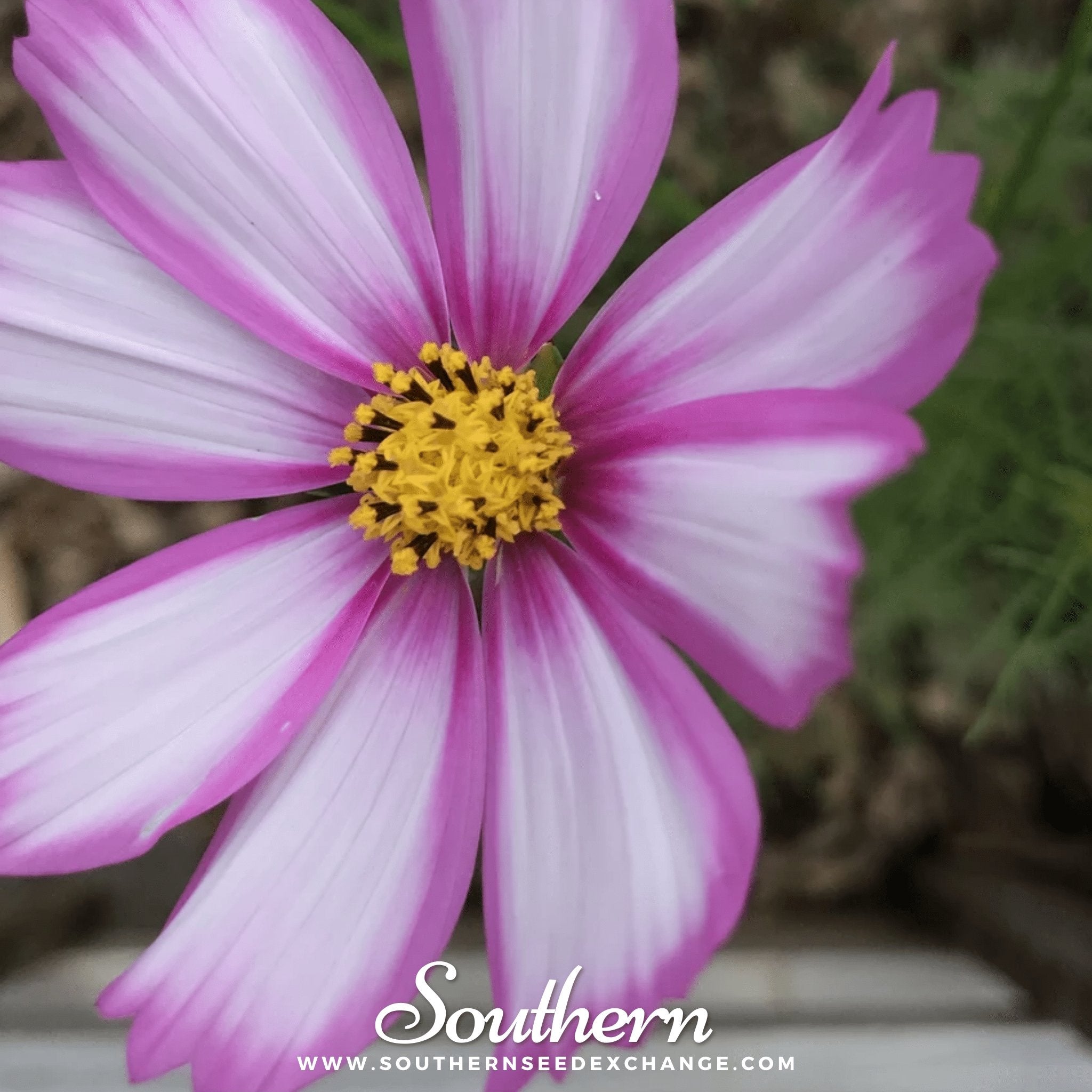 Cosmos, Picotee Seeds - Southern Seed Exchange