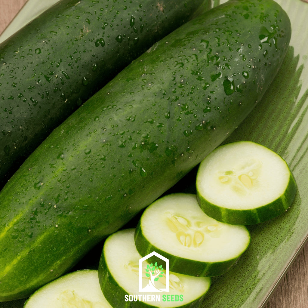 Cucumber: H-19, Little Leaf, Organic Seed #159 – Best Cool Seeds
