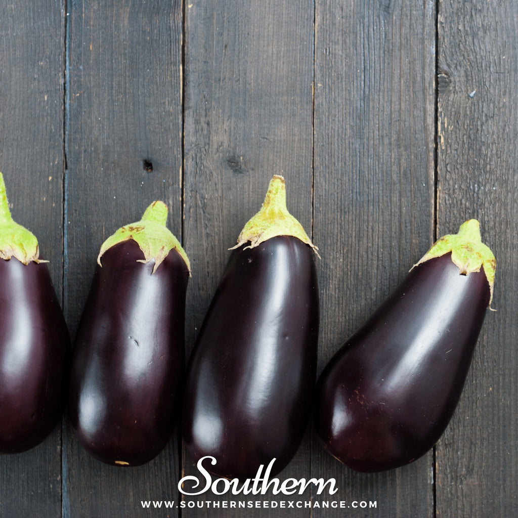 Brazilian Scarlet Eggplant, Solanum gilo, 20 seeds, showy plants