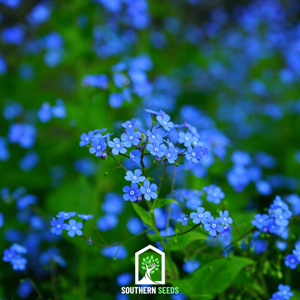 50+ Forget Me Nots Flower Seeds – Myosotis Boraginaceae - Blue Color -  Annual Flower Seeds - FS019b