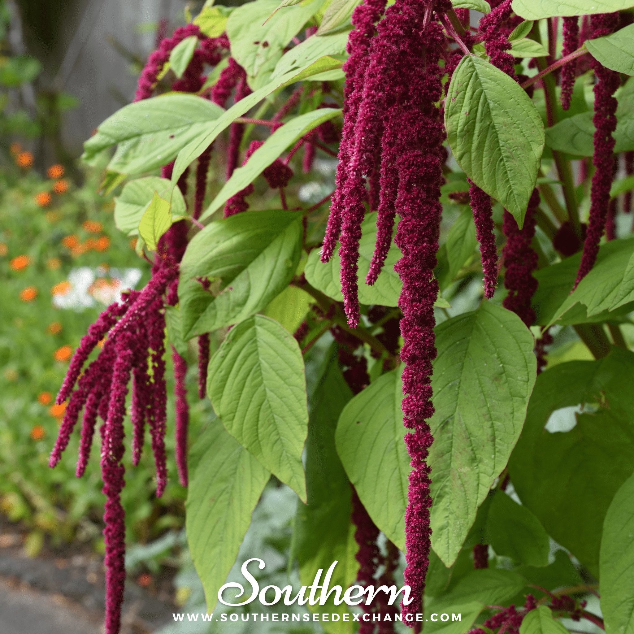 Amaranthus caudatus