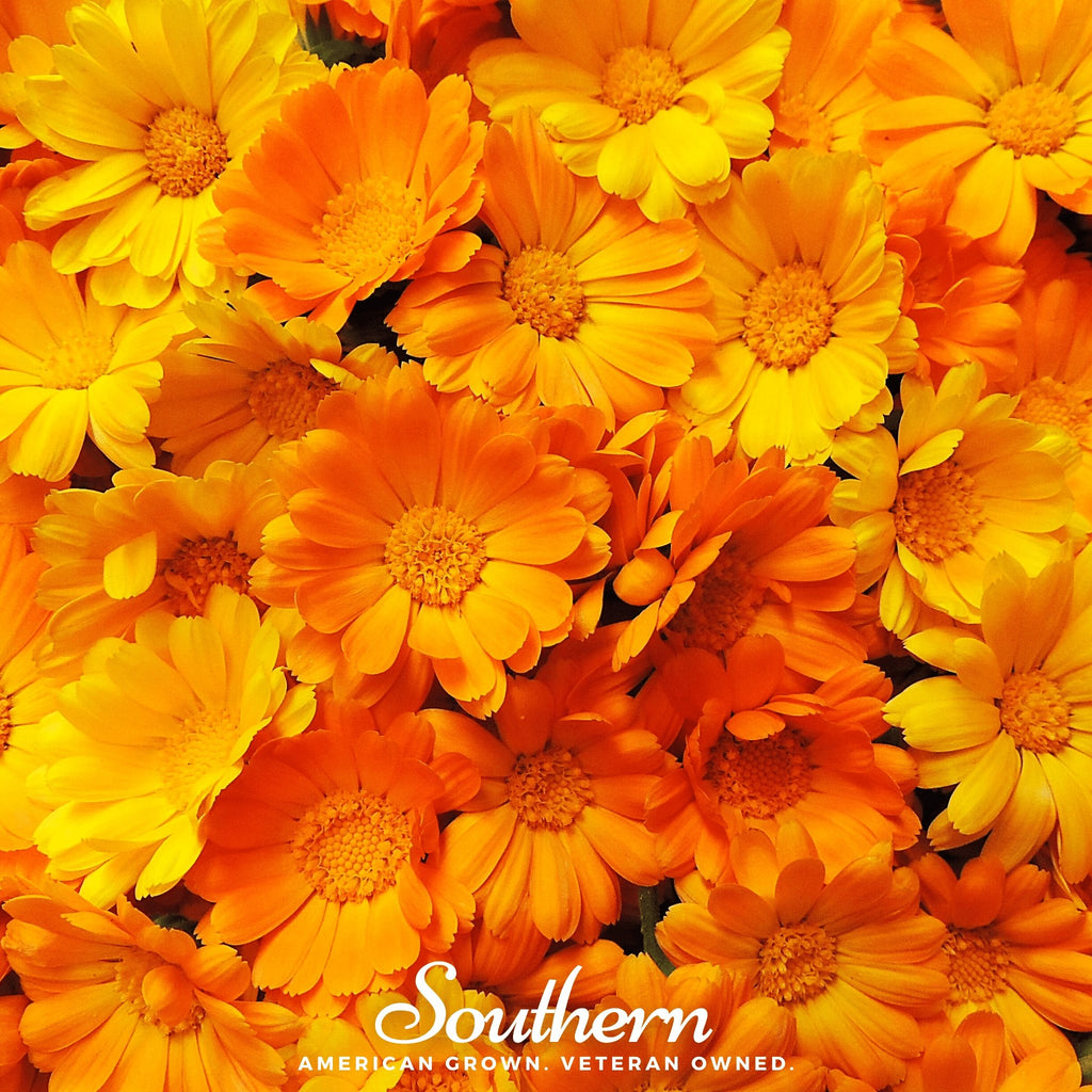 Orange Calendula Flower Seeds 363