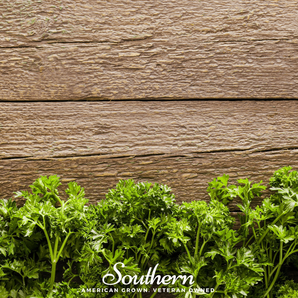 Cress, Curled Seeds - Southern Seed Exchange