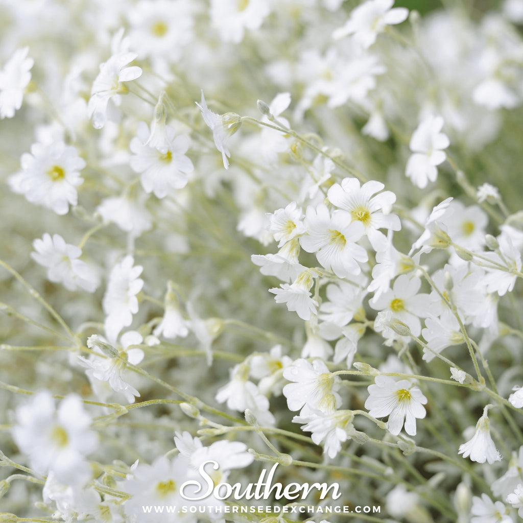 Baby's Breath 1000 Seeds (Gypsophila elegans) Heirloom Open pollinated