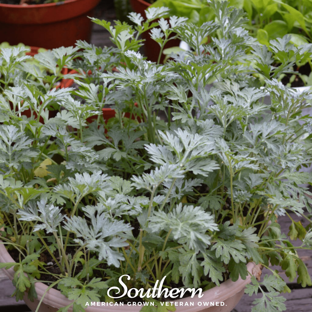 Sweet Annie (Artemisia annua) - 50 Seeds - Southern Seed Exchange –  Southern Seeds