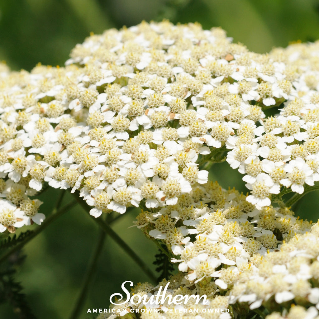 Yarrow Seeds - Cerise Queen