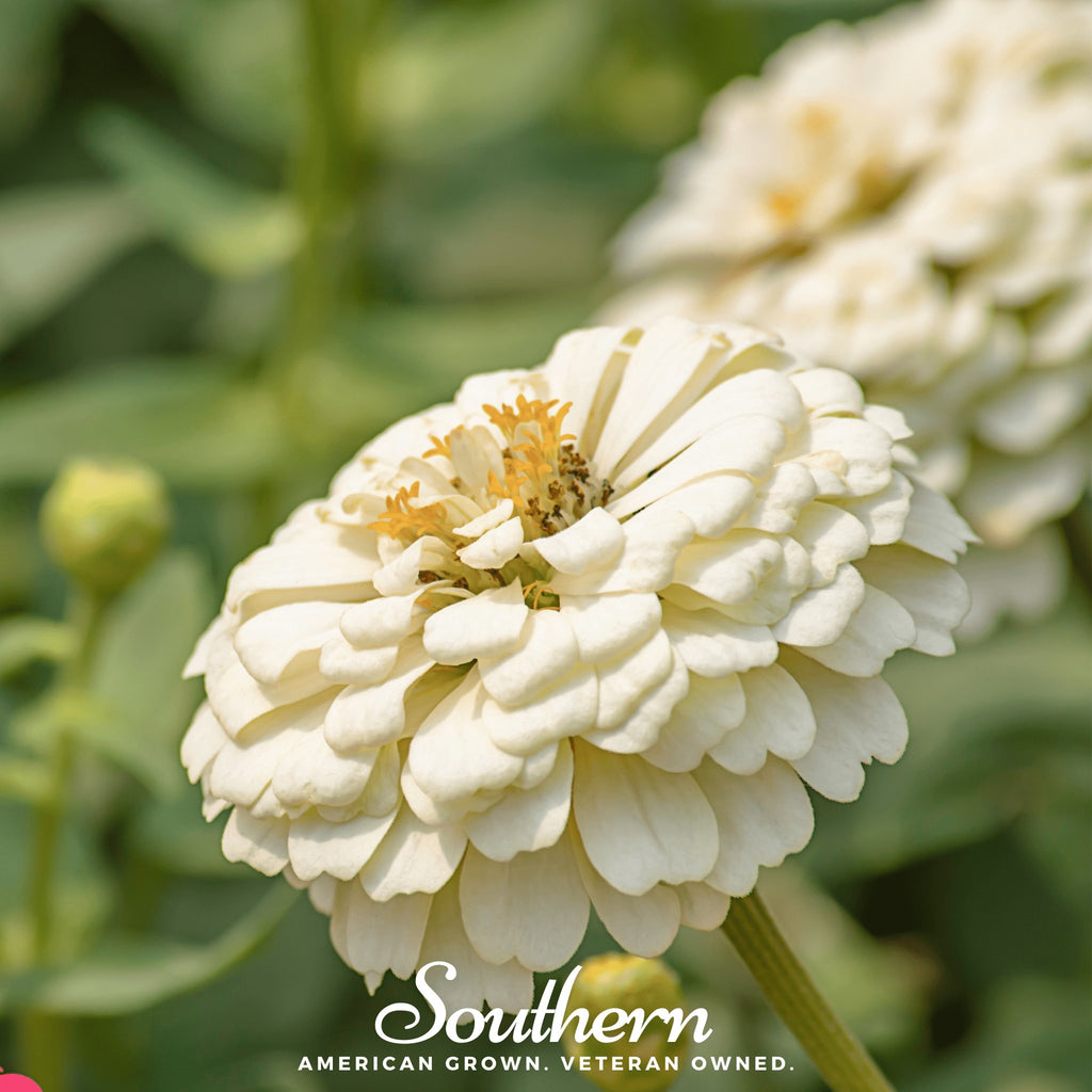 Peony Poppy, Pale Rose (Papaver paeoniflorum) - 100 Seeds