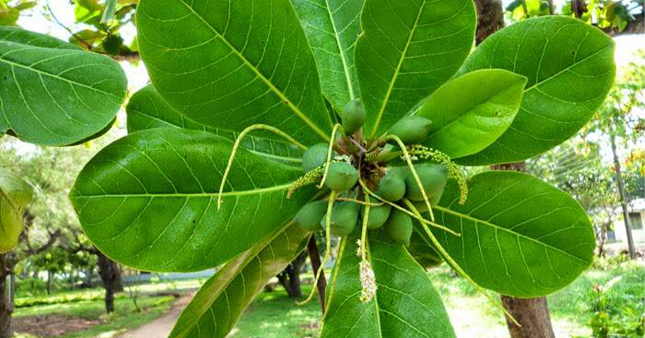 Terminalia bellirica Extract