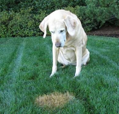 does only female dog pee kill grass