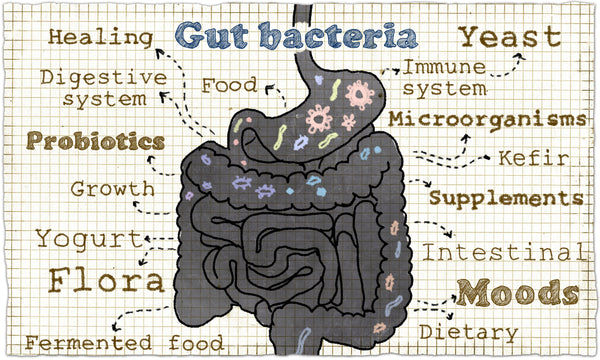 Healthy gut diagram