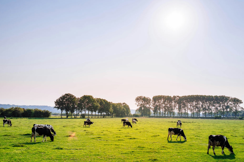 Bovine Colostrum Benefits — Ancestral Supplements