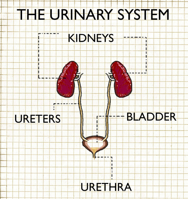 urinary system 1 2