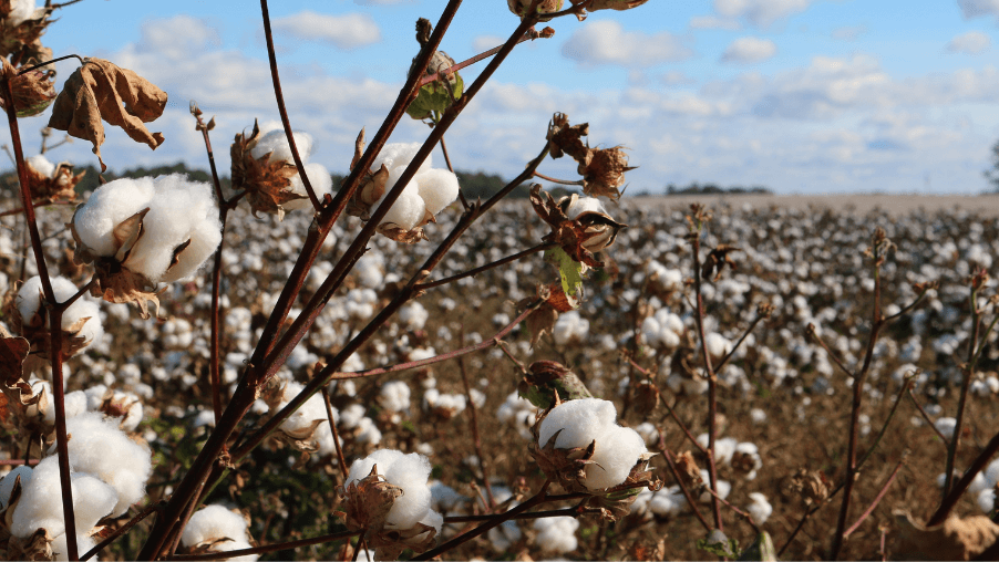 Les avantages du Coton Pima sur l’environnement