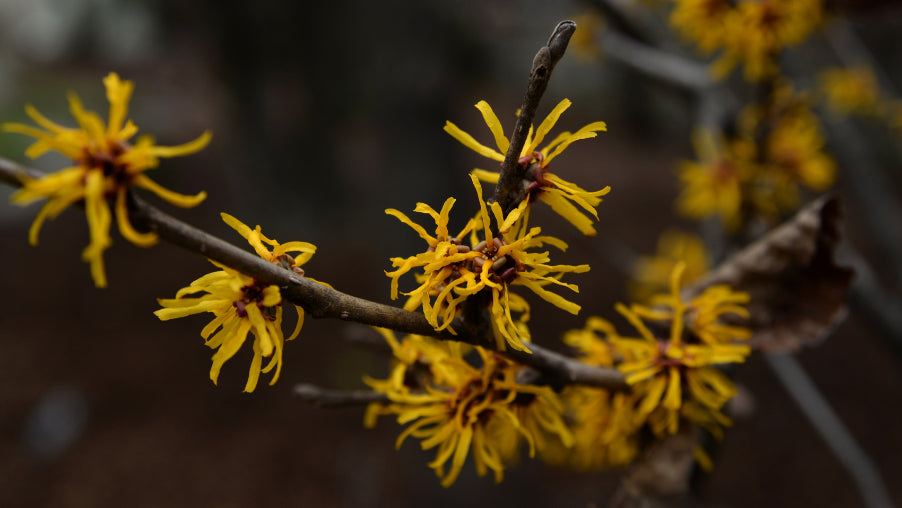 Bienfaits de l'hamamelis pour la peau