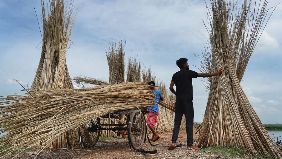 Agriculteurs cultivant la fibre de jute