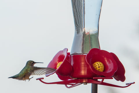 hummingbird