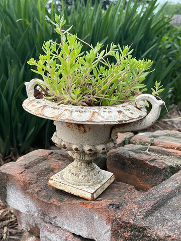 Planted Urn