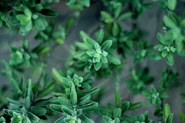 Hildegard Gewürz in Knochenbrühe