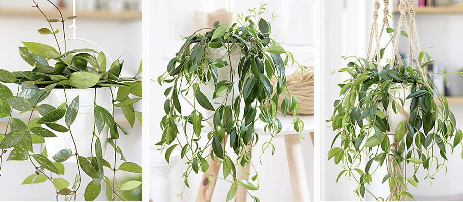 Top 15 Plantes à Suspendre en Intérieur – Pots de Fleurs and Co