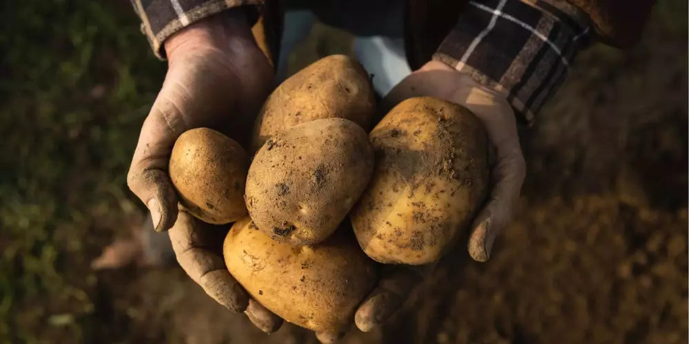 Cultiver des Pommes de Terre sous Serre en Hiver ?