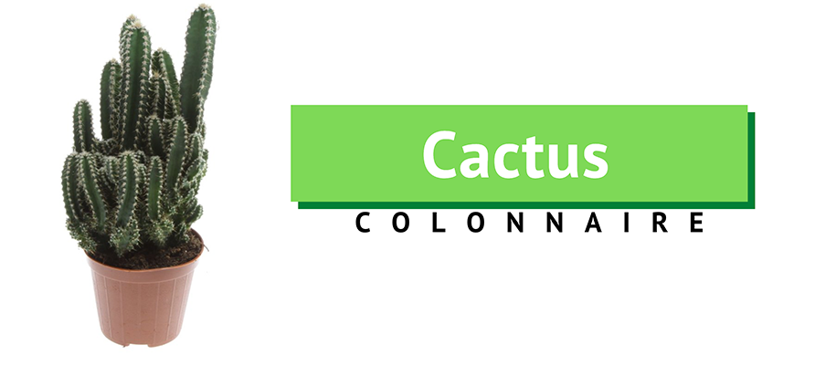 cactus colonaire