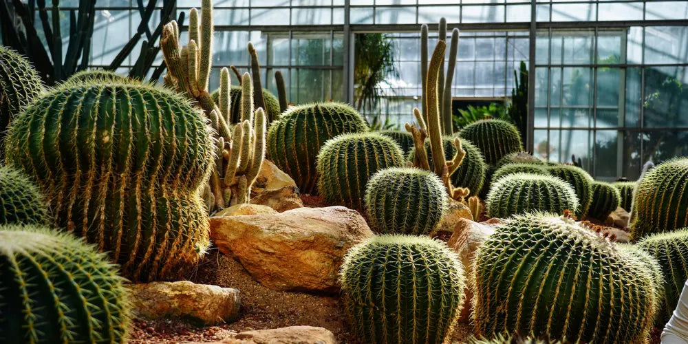 cactus à faire pousser dans une serre de jardin