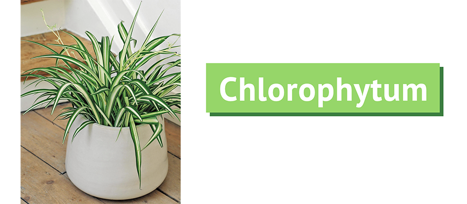 chlorophytum