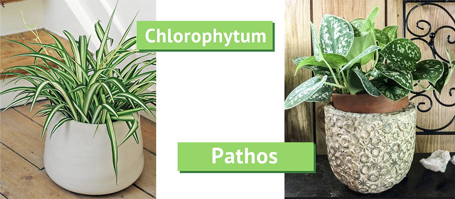 chlorophythum pathos