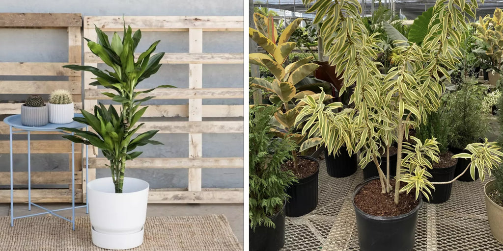 Nouvelles collections de pots et cache-pots pour plantes d'intérieur et d 'extérieur