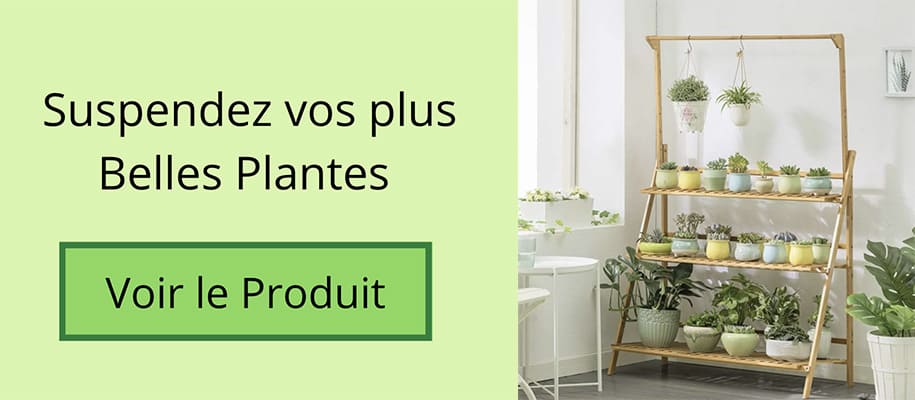 Comment accrocher des plantes suspendues sans percer le plafond et le mur  de 5 manières différentes