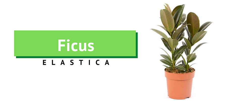 ficus elastica