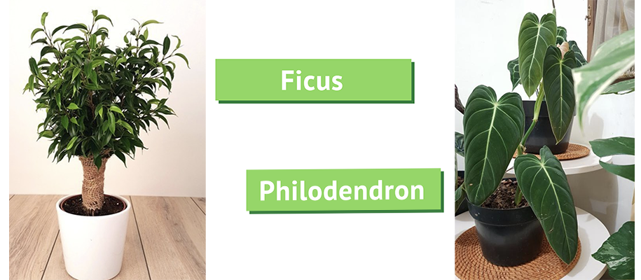 ficus et philodendron