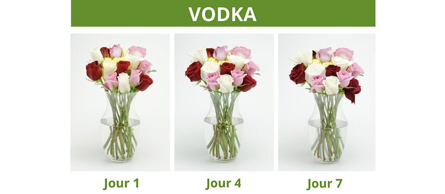 garder fleurs plus longtemps avec vodka