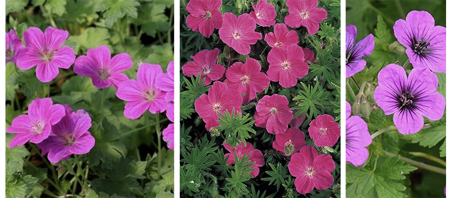 que planter en avril geranium