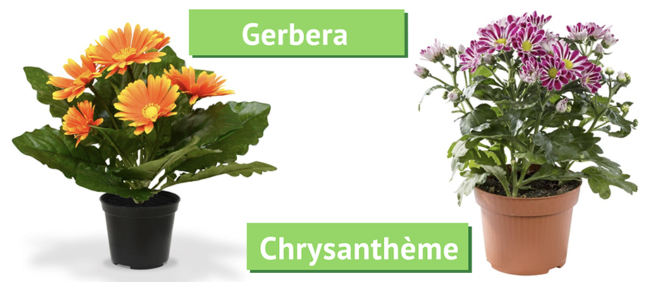 gerbera et chrysanthème